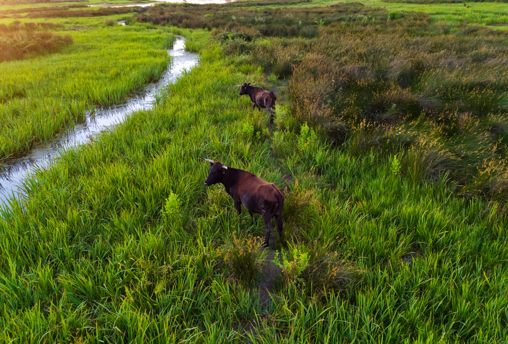 Water,Buffalos,Standing,On,Green,Grass,,Shot,From,Aerial
