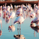 Group,Of,Flamingos