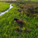 Water,Buffalos,Standing,On,Green,Grass,,Shot,From,Aerial