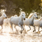 Camargue,Horses,In,The,South,Of,France